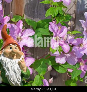 Purple-flowering clematis on a wooden wall Stock Photo