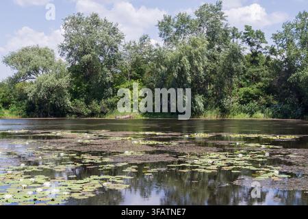White water lilies flowering among green floating leaves on a tranquil lake beside dense summer woodland Stock Photo