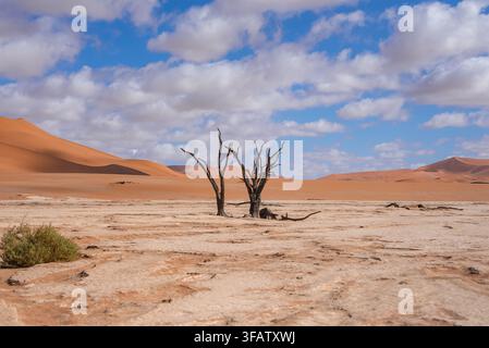 Dead acacia trees stand in clay pan at Deadvlei Namibia Stock Photo