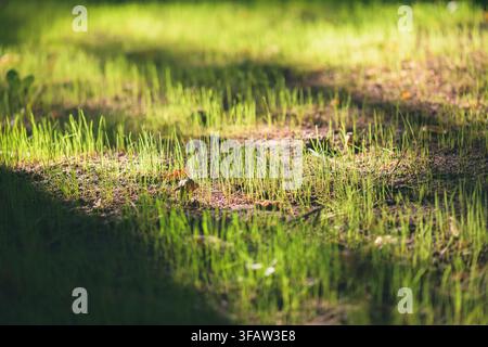 Young green grass blades emerging from dark soil, lit by warm sunlight, capturing fresh spring growth, vibrant renewal and tranquil garden life Stock Photo
