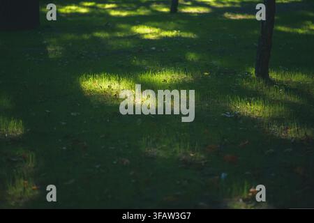 Young green grass blades emerging from dark soil, lit by warm sunlight, capturing fresh spring growth, vibrant renewal and tranquil garden life Stock Photo