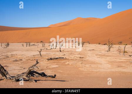 Ancient camel thorn trees at Deadvlei clay pan in Sossusvlei Namibia Stock Photo