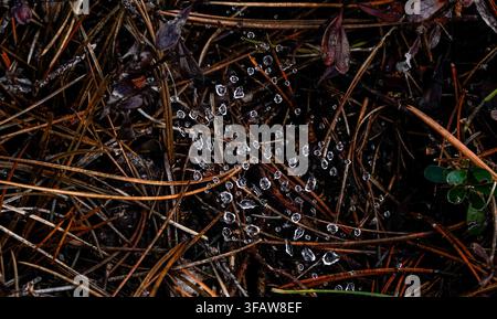 Dew drops sparkling on an intricate spider web among pine needles and forest debris Stock Photo