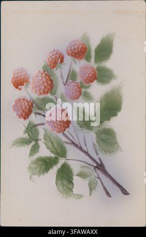 Postcard of an embossed hand-colored botanical illustration of red raspberries on a leafy branch, Canada, 1900. Stock Photo