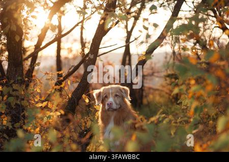 Nova Scotia Duck Tolling Retriever looks forward among golden leaves in a warm forest. Soft sunlight and rich fall colors create a scenic seasonal Stock Photo