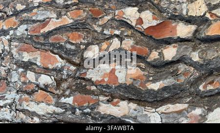 This close-up image of tree bark showcases its intricate textures and natural beauty in a serene outdoor environment. The brown and gray tones add dep Stock Photo