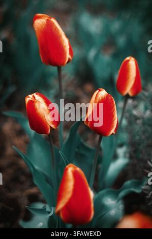 Vibrant red tulip flower buds growing amidst dark green foliage in a natural garden setting, spring floral composition. Stock Photo