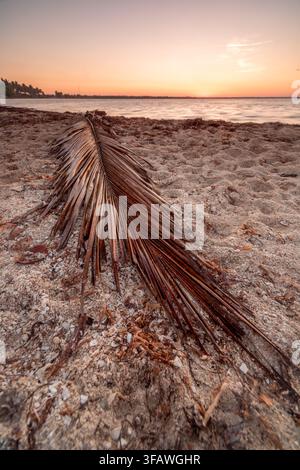 Dried palm frond lying on a shell-covered beach beside calm water at sunset, with a glowing orange and pink sky. Stock Photo