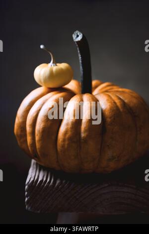 Two orange mini pumpkins on rustic wooden table close up. Decorative fall setup featuring Baby Boo squash in soft seasonal light Stock Photo