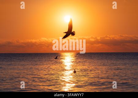 Silhouetted seagull flying in front of bright sun over golden ocean sunrise Stock Photo