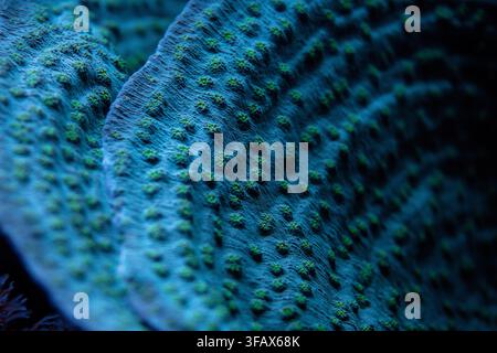 Closeup to coral in aquarium tank, Echinopora species, glowing green and blue under uv light. Abstract marine background Stock Photo
