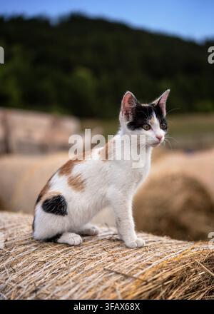 Small white black, beige and white kitten sitting on hay rolls at farm, looking curious Stock Photo