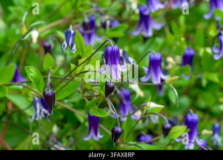 Clematis Rooguchi a herbaceous scrambling vine wth beautiful indigo blue or purple bell shaped flowers. Close up view. Stock Photo