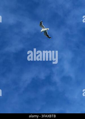 A lone seagull flying in an empty blue sky with high clouds. Stock Photo