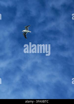 A lone seagull flying in an empty blue sky with high clouds. Stock Photo