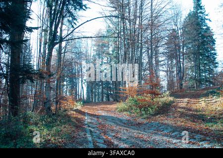 A rural dirt road strewn with fallen autumn leaves curving through a dense mixed forest of pine and beech trees. Soft natural daylight illuminates the Stock Photo