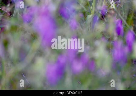 A horizontal abstract photograph of a summer meadow with heavily blurred purple wildflowers and green foliage, creating a soft bokeh effect and smooth color gradients. Stock Photo