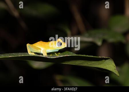 Bright yellow-orange Boophis tree frog with blue eye ring sitting on a green leaf against dark forest background, Madagascar. Stock Photo