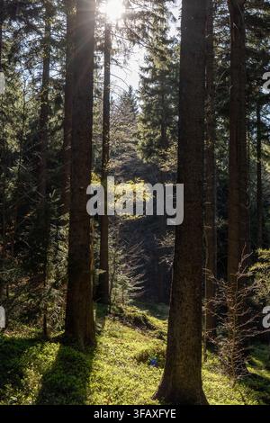 Bright sun rays shining through tall coniferous trees onto green forest floor in spring woodland. Atmospheric mountain forest scene symbolizing hope, Stock Photo