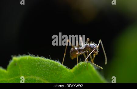 Black Ant Exploring Edge of Green Leaf Stock Photo