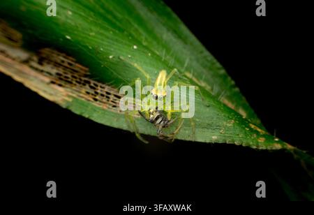 Green Jumping Spider Capturing Prey on Leaf Stock Photo