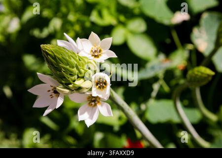 Close-up of a blooming white Star of Bethlehem flower in a sunlit garden. Stock Photo