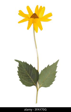 Dried flower of Titonia on a white background. Herbarium is a yellow flower. Stock Photo