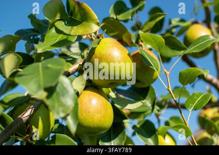 Ripe green pears growing on a tree branch outdoors Stock Photo