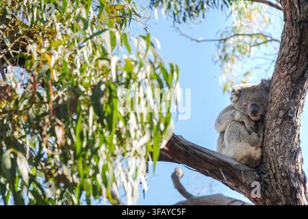 A koala bear rests on a tree branch in a gum tree on Raymond Island, Victoria, Australia. Stock Photo