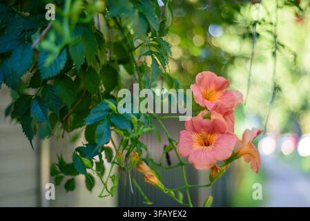 A close-up natural photograph featuring a colorful bouquet of trumpet vine flowers against a blurred background, highlighting the delicate petals and Stock Photo