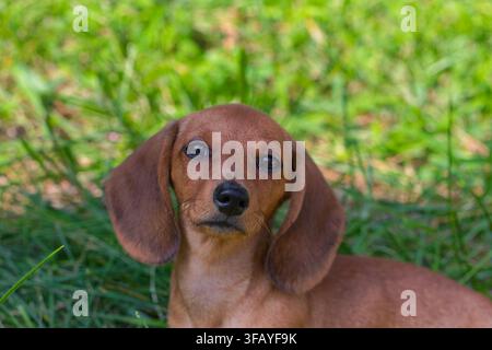 Head of a shorthaired dachshund puppy Stock Photo