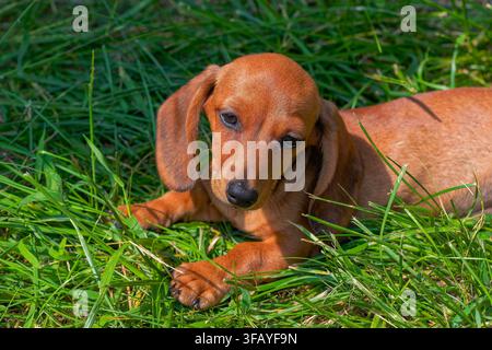 Head of a shorthaired dachshund puppy Stock Photo