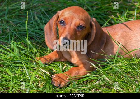 Head of a shorthaired dachshund puppy Stock Photo