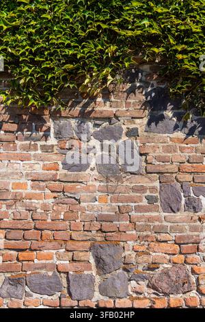 A wall made of red bricks and stones is partially covered by green ivy at the top. Shadows of the ivy leaves are cast upon the wall. Stock Photo