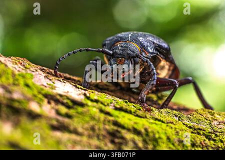 Tanner Beetle Prionus coriarius advances over decaying bark beneath soft forest light Stock Photo