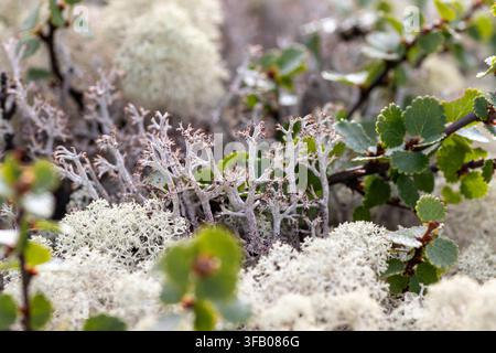 Reindeer lichen Cladonia sp. and dwarf birch Betula nana close-up. Subarctic tundra flora of Lake Kolvitsa, Kola Peninsula. July 2026 Stock Photo