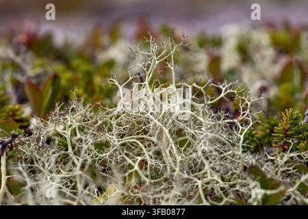 Close up view of alectoria ochroleuca lichen thallus blooming in arctic tundra near Kolvitsa lake, Kola Peninsula, Russia. July 2026 Stock Photo