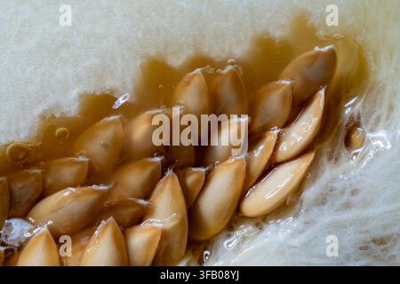 Macro texture of ripe melon seeds in juicy pulp. Full frame close up background of fresh golden melon seeds covered in sweet juicy pulp and small air Stock Photo
