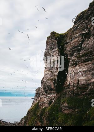 Rocky cliffs of Soroya island and seagulls nesting scenery in northern Norway, moody scenic sea view summer season explore Finnmark scenic Arctic natu Stock Photo