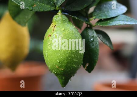 Green lemons growing on a citrus tree Stock Photo