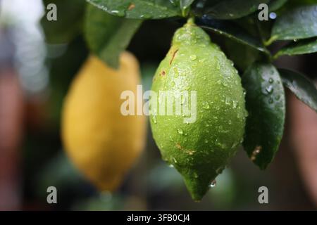 Green lemons growing on a citrus tree Stock Photo