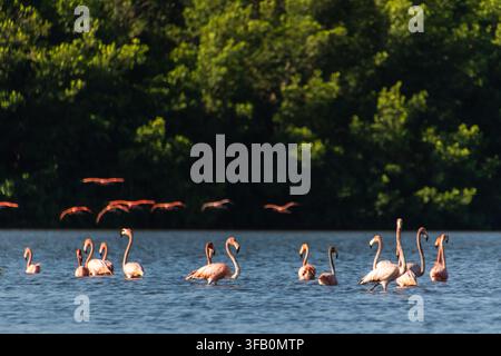 Flock of pink flamingos wading on calm blue water, with several birds flying above and lush green forest in the background. Stock Photo