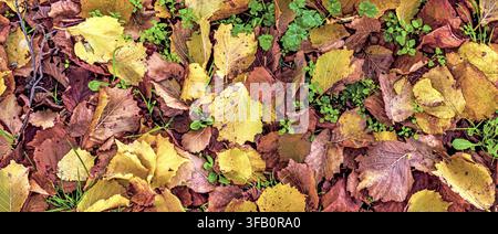 Wide shot of lively fallen leaves of hazel tree in December, view from above natural pattern full frame Stock Photo