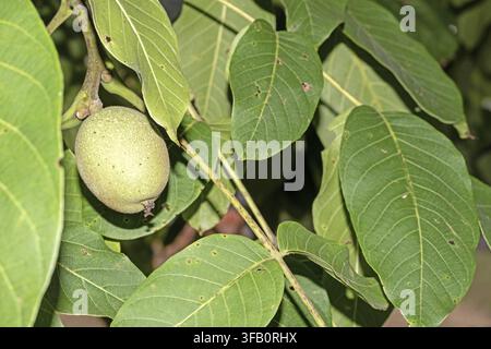 Close-up of a green walnut on a tree branch in Frosinone, Lazio, Italy in late August, surrounded by broad sunlit leaves, highlighting seasonal growth Stock Photo