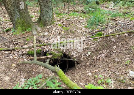 Animal burrow under the massive roots of an old tree inside a wild forest, hidden den of a wild beast in dark soil covered with green moss roots Stock Photo
