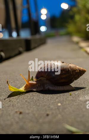 Snail crawling on concrete path during evening. Stock Photo