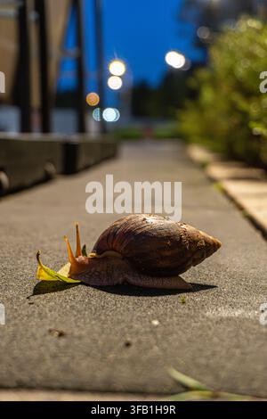 Snail crawling on sidewalk in urban night setting. Stock Photo