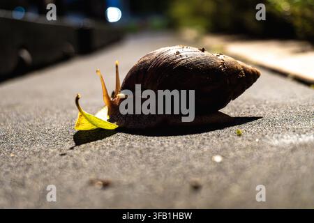 Snail crawling on pavement in urban setting. Stock Photo