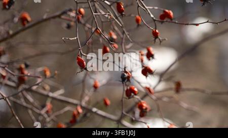 Dried red rose hips hanging on thorny branches. Close-up Stock Photo
