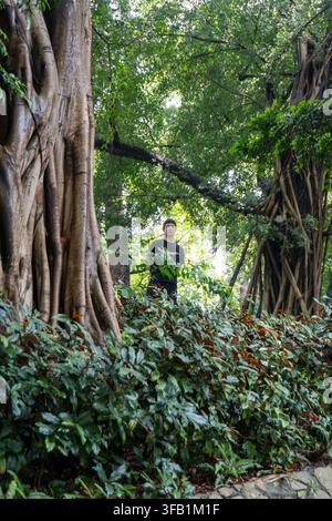 Man standing among tall trees in lush forest setting. Stock Photo